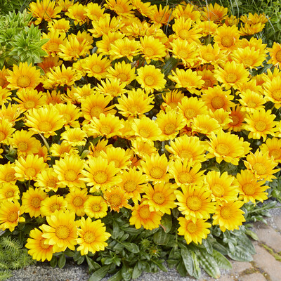 Gazania Suncarpet