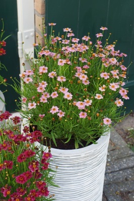 Coreopsis-Twinklebells Pink_Pot