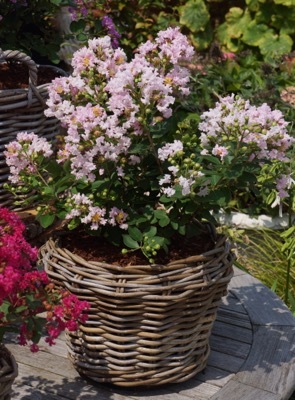 Lagerstroemia-Babe_Pot