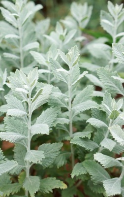 Perovskia-Silvery Blue_Close up foliage