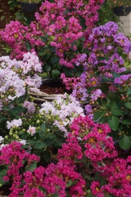 Lagerstroemia-Eternal_Flower