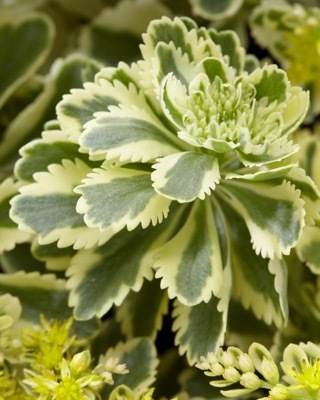 Sedum-Atlantis_Close up foliage