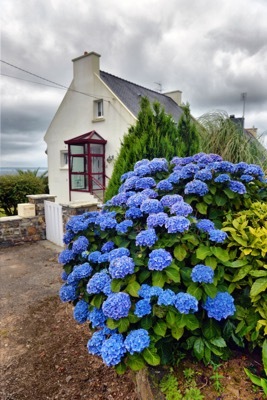 Hydrangea-Blue Heaven_Garden