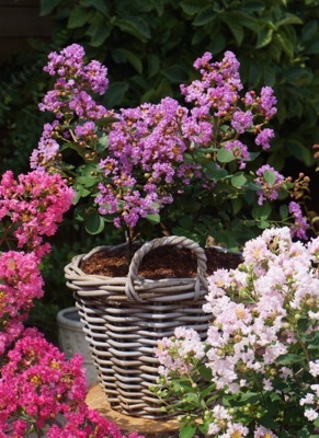 Lagerstroemia-Eternal_Patio