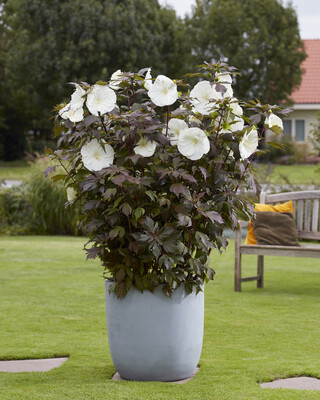 Hibiscus Carousel Ghost