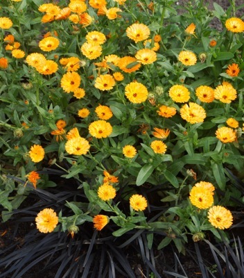 Calendula-Amber Arctic_Garden