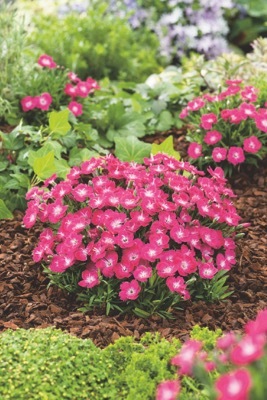 Dianthus-Mighty Mini Miss Rose_Garden