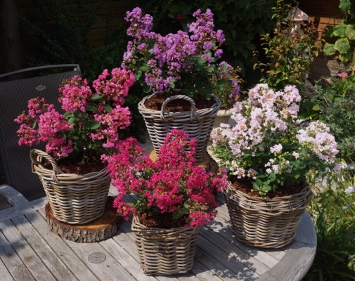 Lagerstroemia-Eternal_Patio