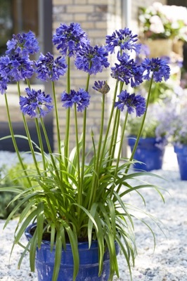 Agapanthus-Blue Thunder_Patio