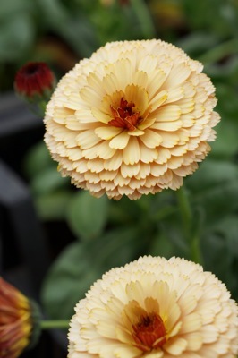 Calendula-Banana Blizz_Close up flower