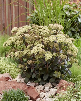 Sedum-Banana Split_Garden