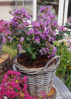 Lagerstroemia-Eternal_Pot