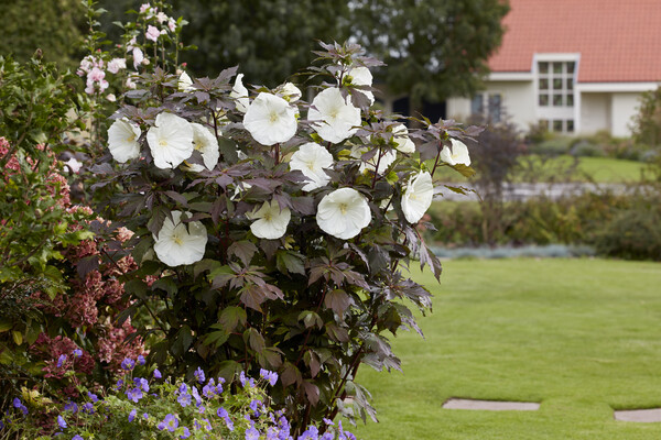 Hibiscus Carousel Ghost