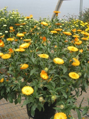 Calendula-Amber Arctic_Pot