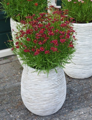 Coreopsis-Twinklebells Purple_Pot