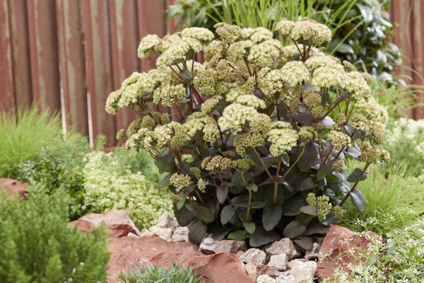 Sedum-Banana Split_Garden