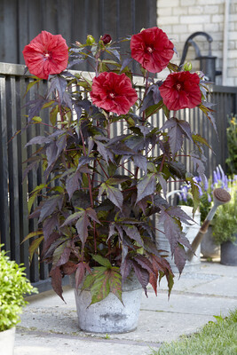 Hibiscus Carousel Red Wine