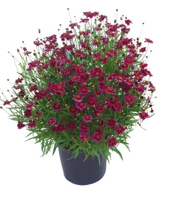 Coreopsis-Twinklebells Purple_Pot