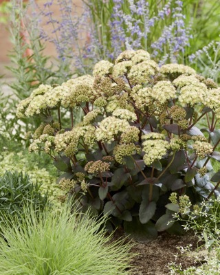 Sedum-Banana Split_Garden