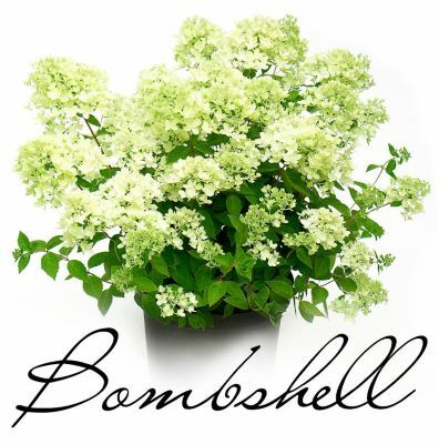 Hydrangea-Bombshell_General