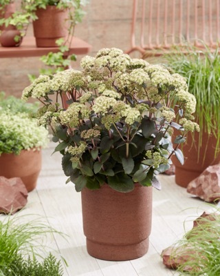 Sedum-Banana Split_Patio