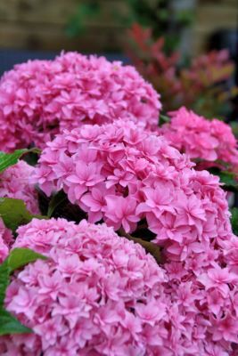 Hydrangea-Perfection_Garden