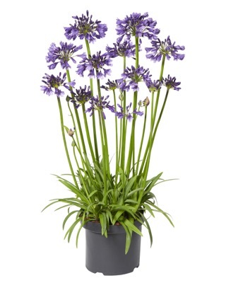 Agapanthus-Poppin Purple_Pot