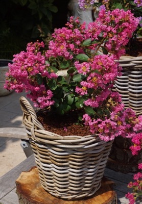 Lagerstroemia-Girl_Pot