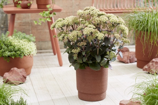 Sedum-Banana Split_Patio