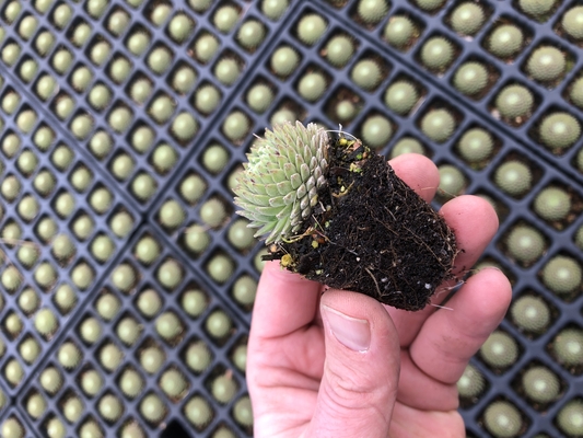 Sempervivum Summer Frost