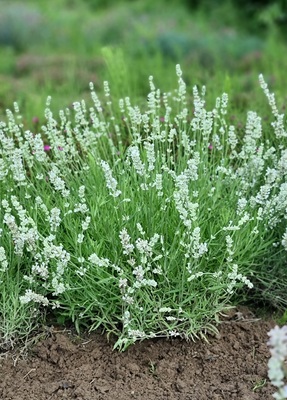 Lavandula Big Time White