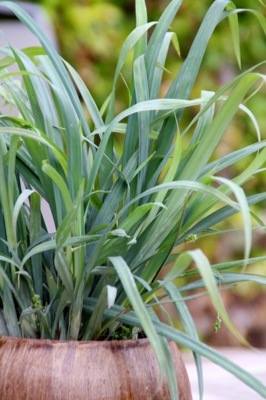 Carex-Bunny Blue-Foliage