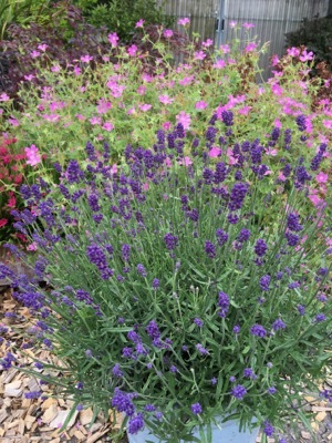 Lavandula-Blue Jeans_Flowers