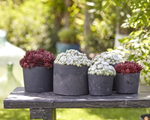 Sempervivum-Arctic White_Patio