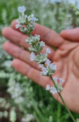 Lavandula Big Time White