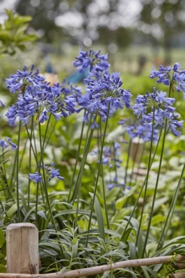 Agapanthus-Ever Sapphire_Flower