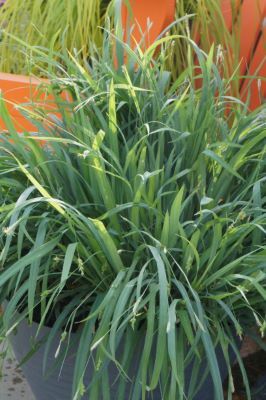 Carex-BUNNY BLUE-Pot#1