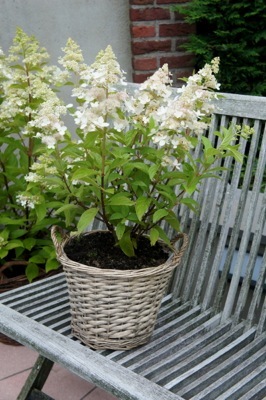 Hydrangea-Confetti_Patio