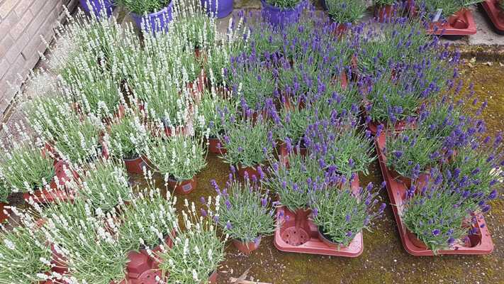 Lavandula Big Time White