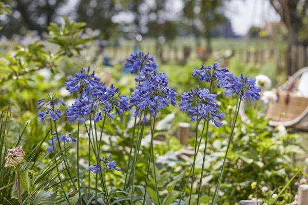 Agapanthus-Ever Sapphire_Flower