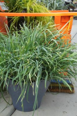 Carex-BUNNY BLUE-Pot