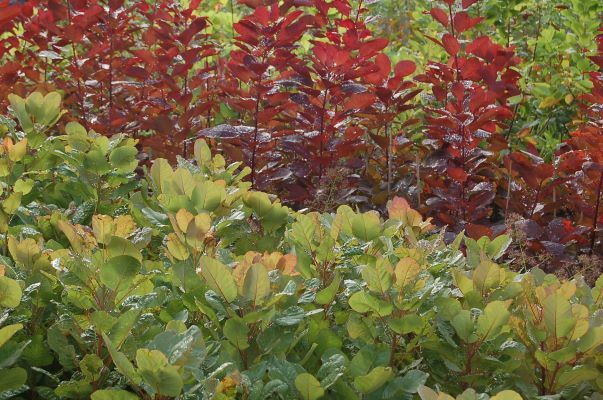 Cotinus-Old Fashioned_Patio