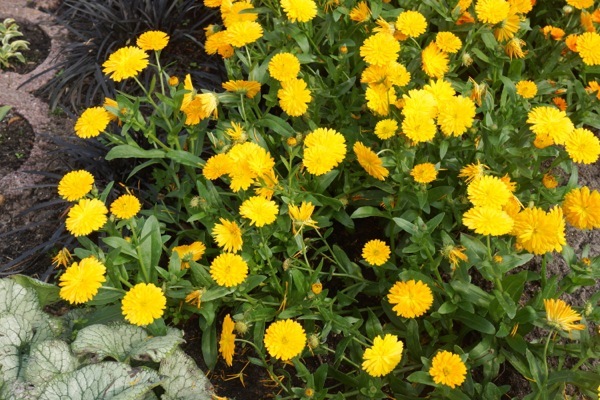 Calendula-Golden Glaze_Garden