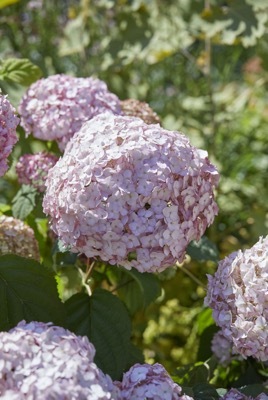 Hydrangea-Candybelle Bubblegum_Flower