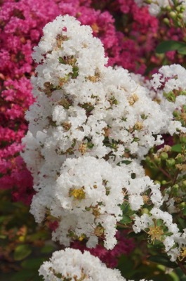 Lagerstroemia-Virgin_Flower