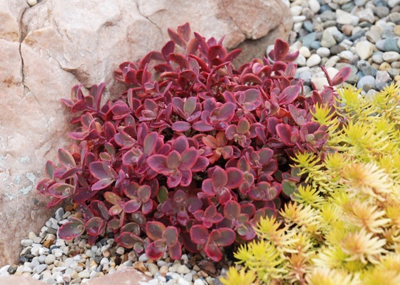 Sedum-Sunsparkler Wildfire_Garden