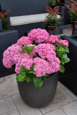 Hydrangea-Perfection_Patio