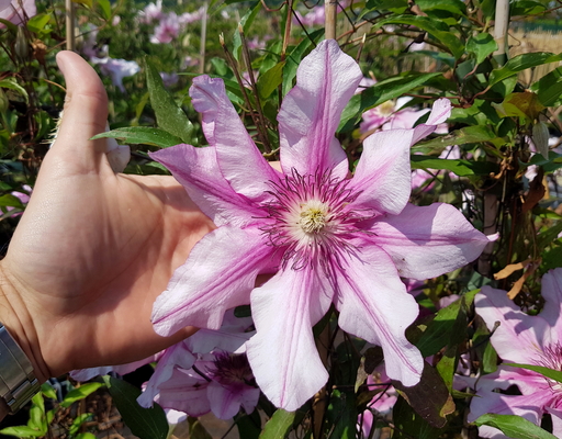 Clematis Isabella