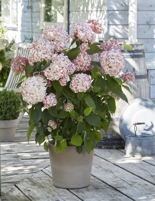 Hydrangea-Candybelle Bubblegum_Patio