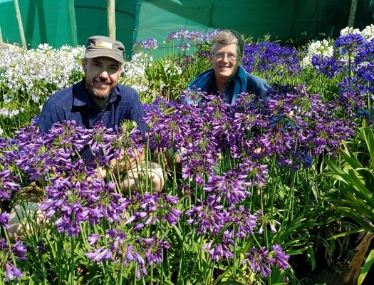 Agapanthus-Poppin Purple_Breeder